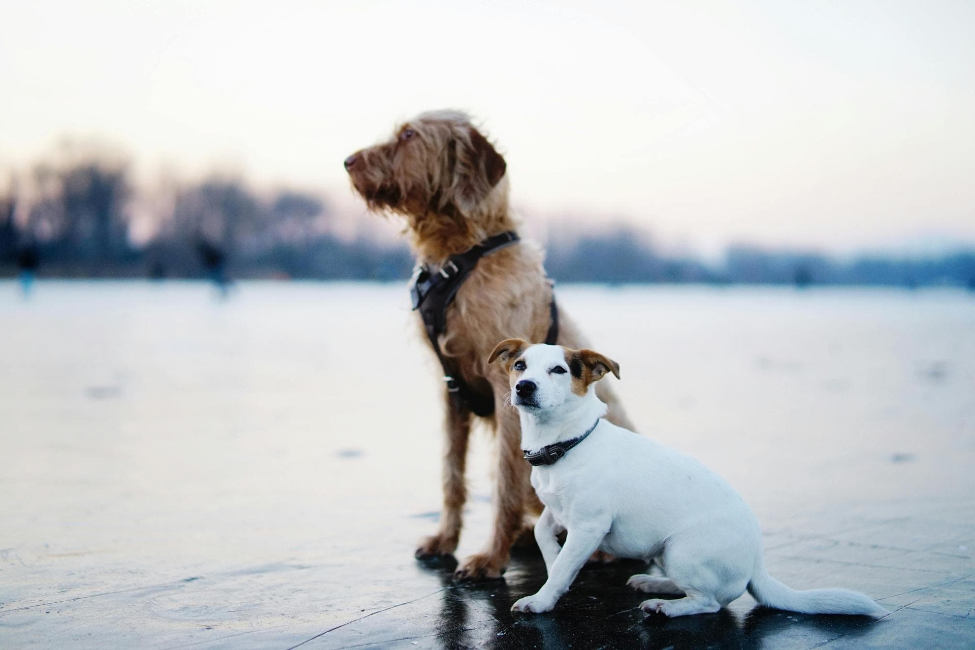 Emergency vets in Sioux City